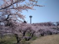 五稜郭公園の桜