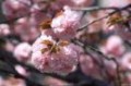 桜が開花しましたね