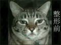 ＾＾猫の