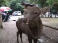 鹿と戯れてきたよ(*´∀｀)