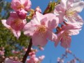 今年初のお花見（桜）