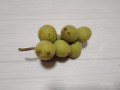 こちらでは　ちょっと珍しいかも　木の実