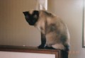 猫のつづき
