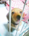 また犬ネタですが
