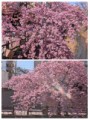 河津桜満開