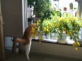 芸する猫　我が家の猫シリーズ 