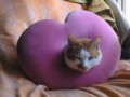 ハート型でピンク色のタテガミの猫！