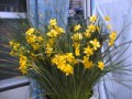 続々、水仙の花