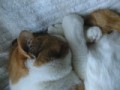 眠り猫百態　その４