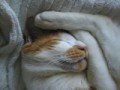 眠り猫百態　その７
