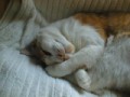 眠り猫百態　その８