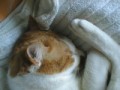 眠り猫百態　その10