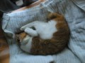 眠り猫百態　その11