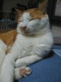 眠り猫百態　その14