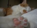 眠り猫百態　その15