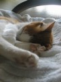 眠り猫百態　その２０