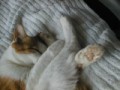 眠り猫百態　その２１