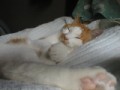 眠り猫百態　その２２