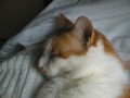 眠り猫百態　その２５