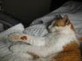 眠り猫百態　その35