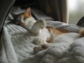 眠り猫百態　その36