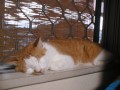 眠り猫百態　その39　窓猫