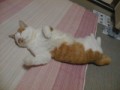 眠り猫百態　その47