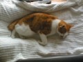 眠り猫百態　その55