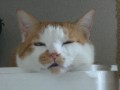 眠り猫百態　その66　　薄目を開けて・・・