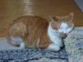 眠り猫百態　その67