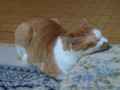眠り猫百態　その71