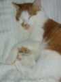眠り猫百態　その72