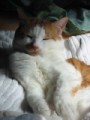 眠り猫百態　その80