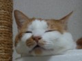 眠り猫百態　その83
