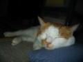 眠り猫百態　その86