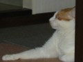 眠り猫百態　その87