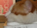 眠り猫百態　その89