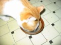ゴマの好きな猫   （食いしん坊猫の事件簿　参照）