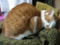 眠り猫百態　その91