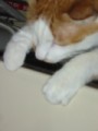 眠り猫百態　その93