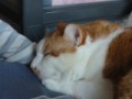 眠り猫百態　その97