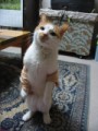 猫だけど、立ってる姿が人間風！