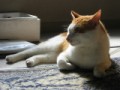 春のやわらかな日差しにまどろむ猫