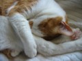 眠り猫百態　その99