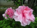 ピンクの牡丹が咲きました。