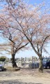 桜見た