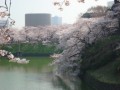 満開の桜