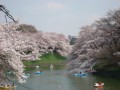 満開の桜Ⅱ