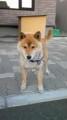 今日は柴犬☆☆