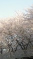桜が散るぅー。